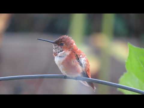 Rufous Hummingbird