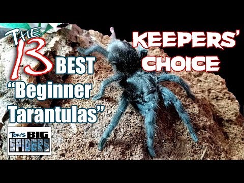 The Top 13 Beginner Tarantulas As Chosen By Keepers