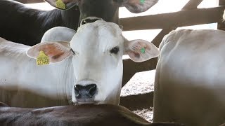 Bois confinados podem ganhar 2 kg por dia!
