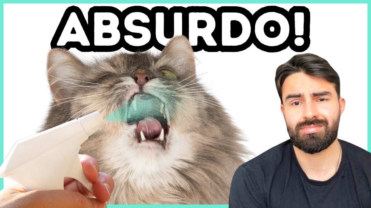 TV GLOBO Ensina a JOGAR ÁGUA No Rosto dos Gatos!