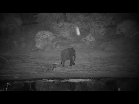 Djuma: Elephants towards shallow end of dam - 21:55 - 09/30/2022