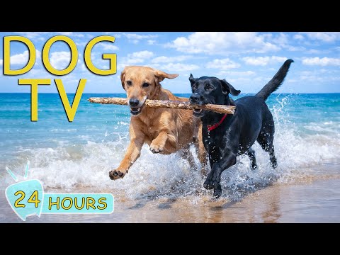 DOG TV: Videos Anti-Anxiety & Prevent Boredom for Dogs Home Alone - Best Soothing Music for Dogs