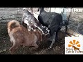Mother Goat Feeding Milk To Her Big Baby Male Goat Large Baby Goat Feeding Milk