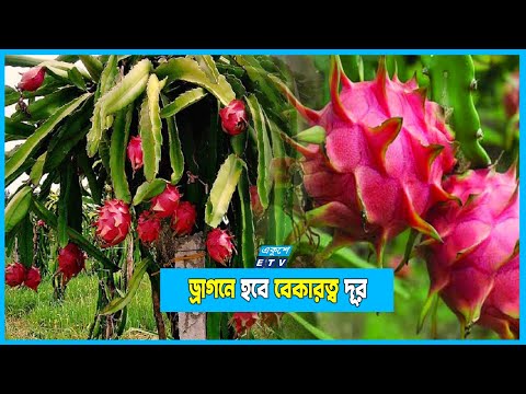 বিদেশি ফল ড্রাগন চাষে সফল বাংলাদেশি চাষিরা