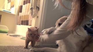 Кот и пёс – дружба навсегда!