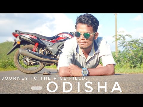 Journey to the Rice Field _ Odisha