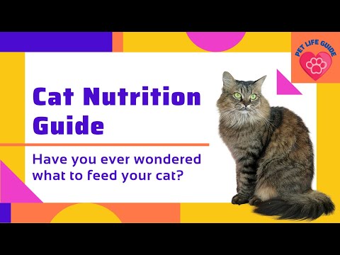 Cat Nutrition Guide 2021: What foods should cats eat?