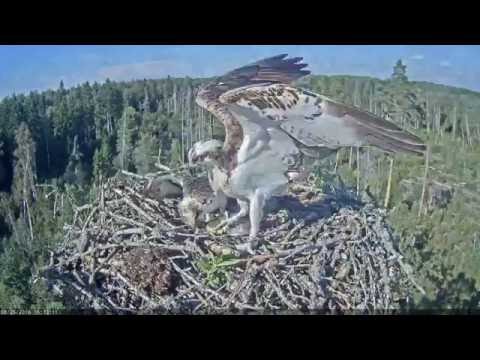Osprey Dad brings a big fish for his son Ivar