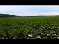 Насіння соняшнику МЕГАСАН