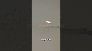 Download lagu UPDATE‼️INDUKAN GABUS PERNIKAHAN DINI‼️ #shorts mp3