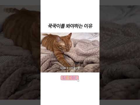 고양이 꾹꾹이를 봐야하는 이유