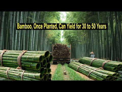 Bamboo Farming is a Unique and Profitable - How to Start a Business Bamboo Farm - How to Grow Bamboo