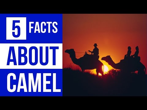 5 Amazing Fact about Camels you must need to know | interesting facts about camels | #camels #shorts
