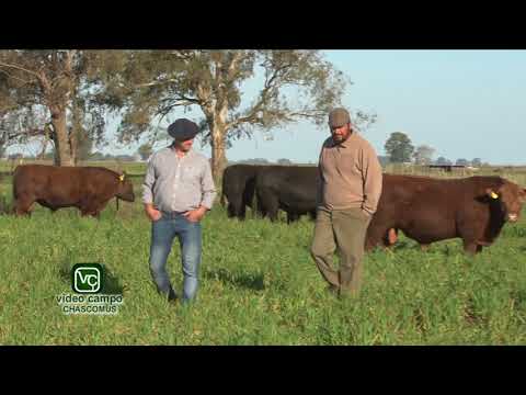 Reproductores de Cabaña La Esencia 2017