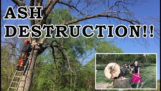 It Shattered Like Glass!!!  - Emerald Ash Borer, Giant Tree Removal
