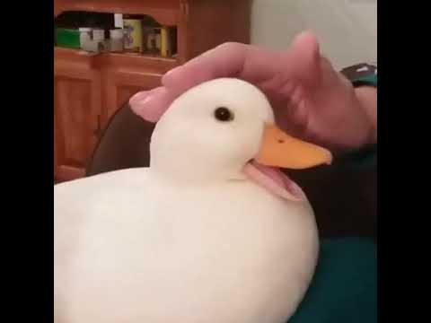 Engine SMP Episode 14