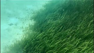 preview picture of video 'Fakta !!! Padang Rumput langka Posidinia oceanica ada di Danau Weekuri Sumba'
