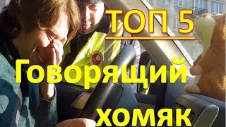 ТОП 5. Говорящий хомяк. Видео приколы 2013-2014