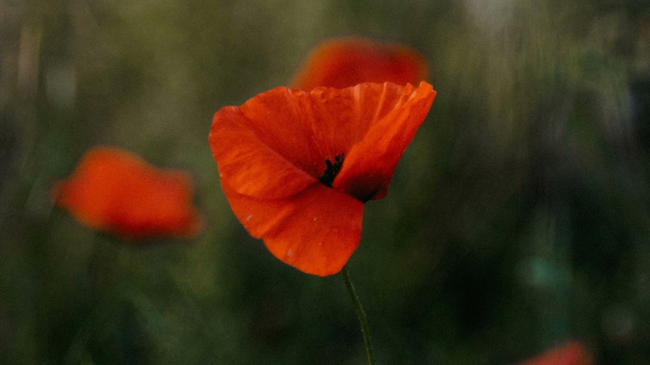 Esdras 8:21-23|estudo bíblico