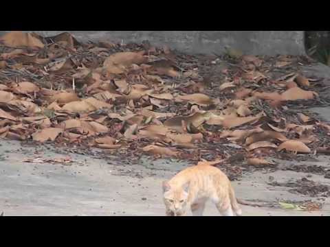 Ketki Itraj- CAT (Gondush manyaa )