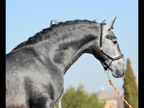 UNICO DE SUSAETA - SPANISH HORSE FOR SALE