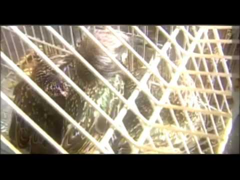 SOCIAL PROJECT AGAINST WILD ANIMAL ABUSE, BOLIVIA