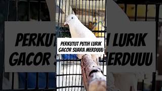 Download lagu Perkutut putih lurik gacor #birds #perkutut #perkututlokal mp3