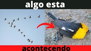Por que centenas de pssaros caram mortos no Mxico?