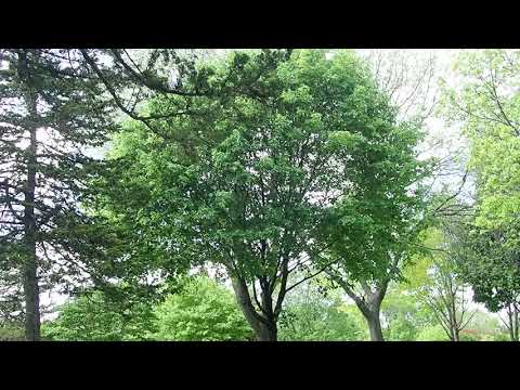 1 minute of a breeze