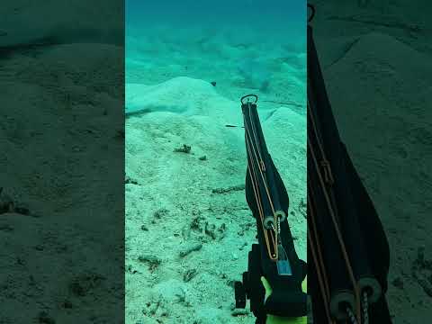 No comment #spearfishing #fishing #freediving
