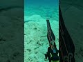 No comment #spearfishing #fishing #freediving