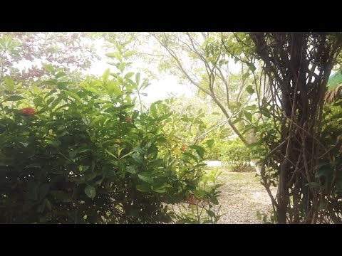 Feverfew - Megumi Acorda