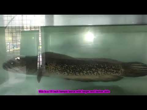 A VIDEO IN MOST RARE F SNAKEHEAD FISH ON EARTH  CHANNA BARCA