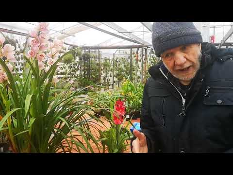 orchidee, il travaso del Cymbidium ed altre orchidee simpodiali