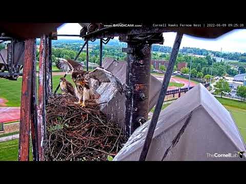 Red-tailed Hawks Nest, Cornell Lab, Ithaca, NY 09 June 2022