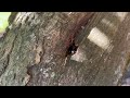 Frass Surrounding the Tree From Carpenter Ants in Metuchen, NJ