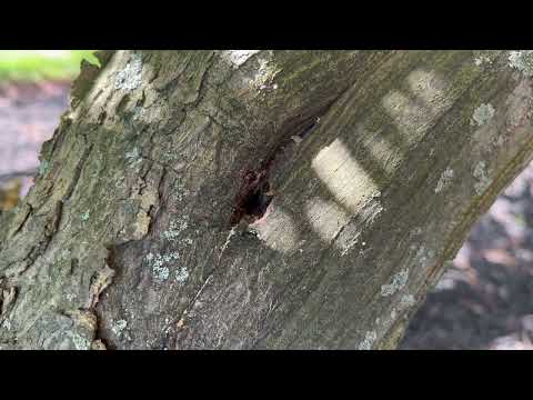 Frass Surrounding the Tree From Carpenter Ants in Metuchen, NJ