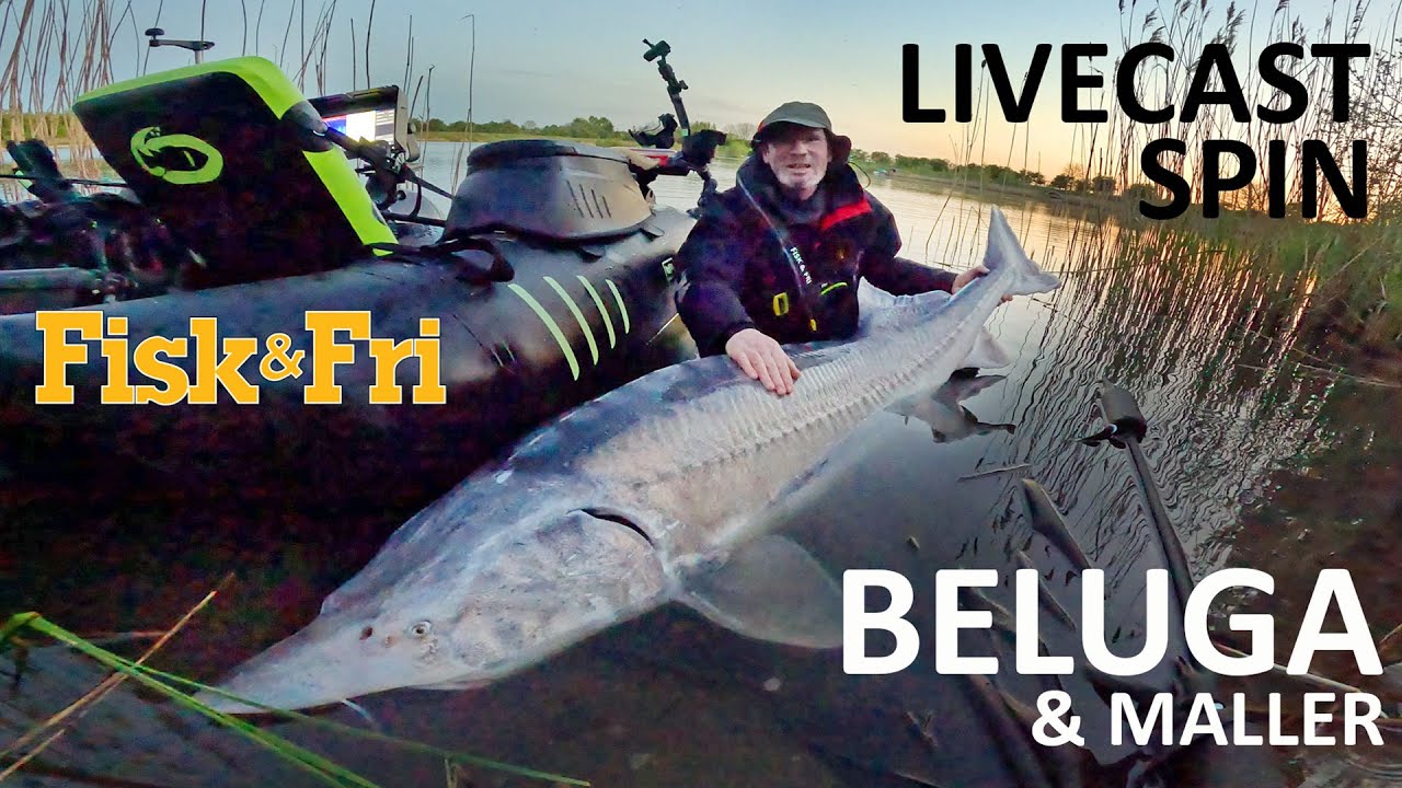 NY VIDEO: LIVECAST SPIN EFTER BELUGA OG MALLER