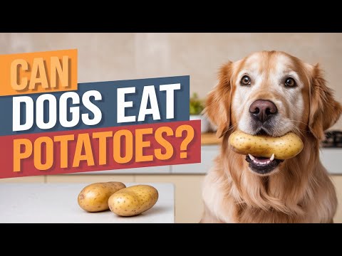 Can Dogs Eat Potatoes? (Risks & Benefits)