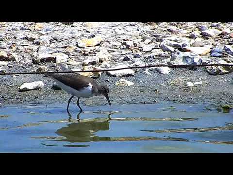 Common Sandpiper - Brownsea Lagoon - 31/07/19