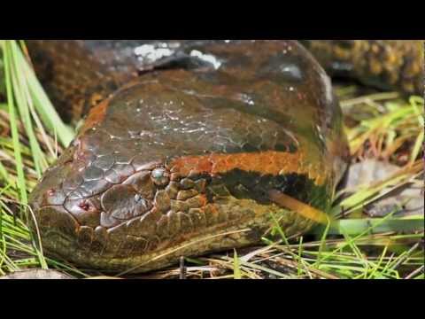 Anakonda zelená (Eunectes murinus) — hľadanie obrov v Amazónii