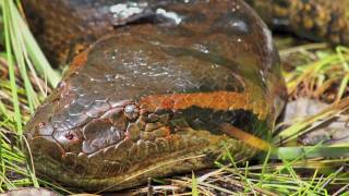 In Search of the Giant Green Anaconda (Eunectes murinus): Video