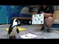 Are There Penguins At Ripley's Aquarium