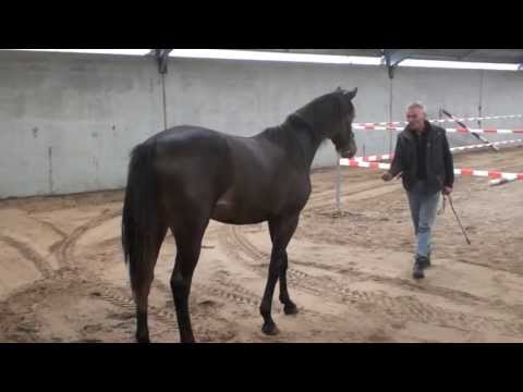 Tandart HadiePee AAA  merrie van Numero Uno bij IF te Eversoord