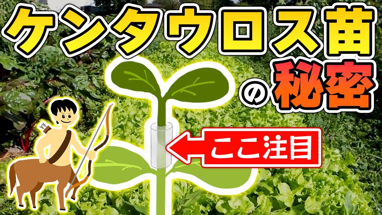 接ぎ木苗と種の真実と自然栽培の選択
