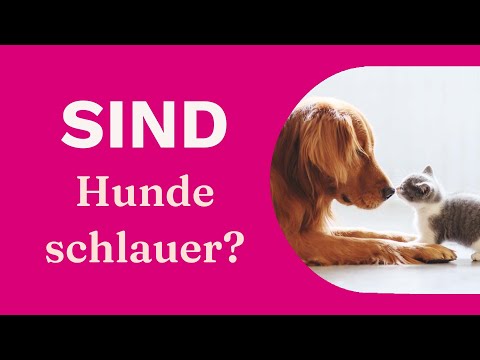 Wer ist schlauer? Katze oder Hund?