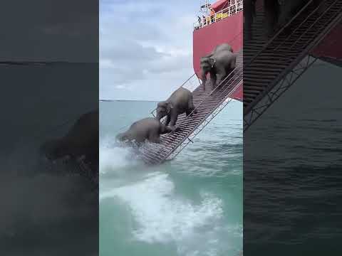 ELEPHANTS Leaving Ship! 🐘🚢