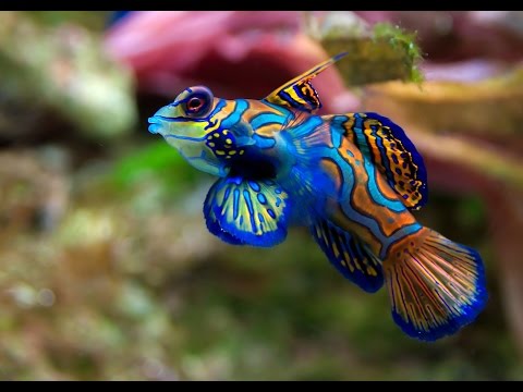 The 10 Largest Coral Reefs