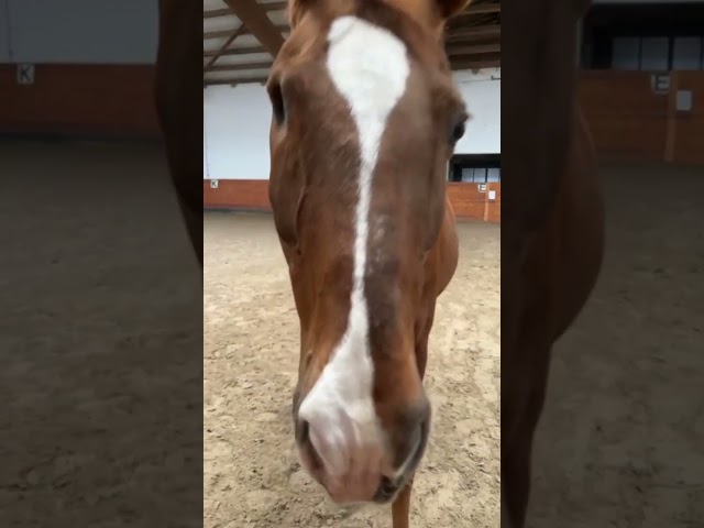 Mia jument &agrave; vendre