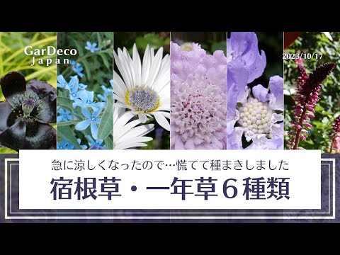 園芸 一年生植物を所定の位置に播種する